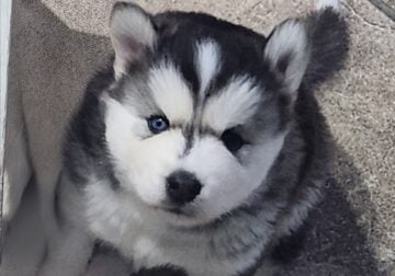 FAITH : AKC registerable pure breed siberian husky