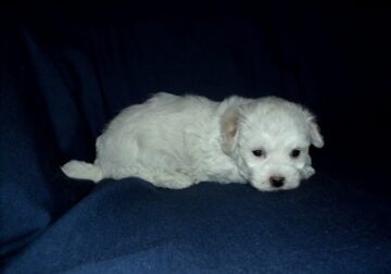 Rollo- MaltiPoo male, non-shed, cream