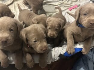 Silver Labs