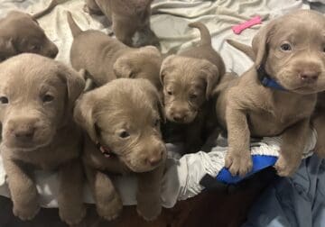Labrador Retrieves – Silver AKC w/ Papers