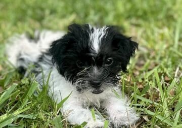 Shih Tzu/Yorkie Mix Puppies