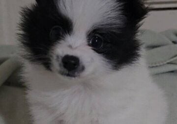 Pomeranian puppies