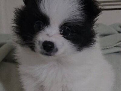 Pomeranian puppies