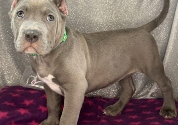 XL American Bully Puppies