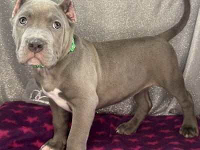 XL American Bully Puppies