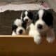 Saint Bernewfie Puppies