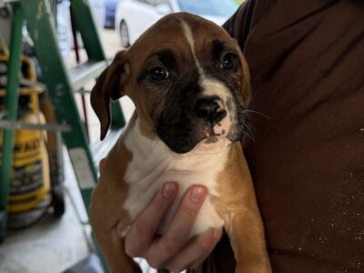 Boxer/American Staffordshire puppies for sale