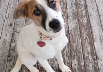 9m old female puppy