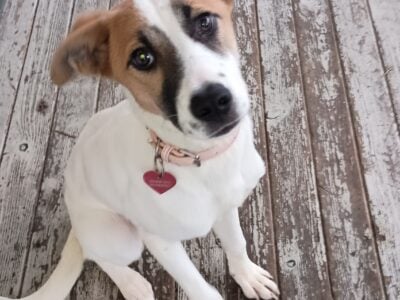 9m old female puppy