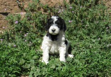 Colorful F1B Goldendoodle