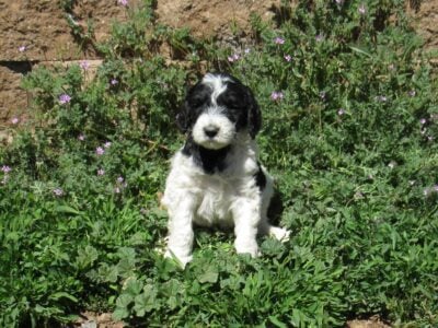 Colorful F1B Goldendoodle