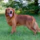 AKC Dark Red Golden Retriever puppies