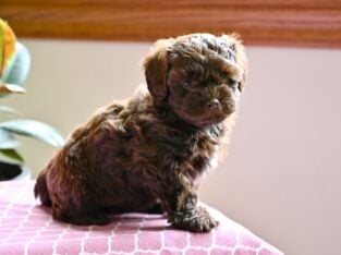 Shih-Poo For Sale Baltic OH Melissa