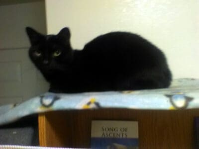 Cat needs a new home