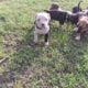 Xl American Bulliea