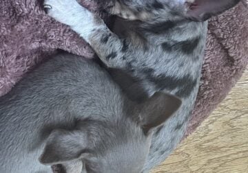 Adorable Chihuahua Puppies!