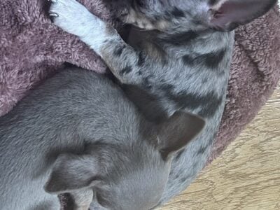 Adorable Chihuahua Puppies!