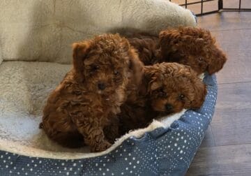 F2 Cavapoo Puppies waiting for their Furever Home