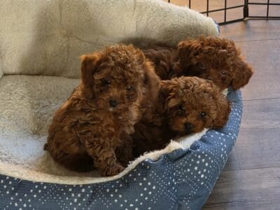 F2 Cavapoo Puppies waiting for their Furever Home