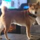 Shiba Inu
