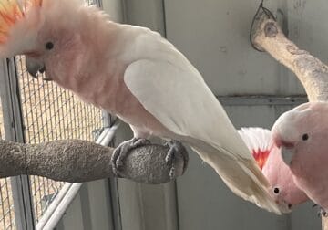 Major Mitchell Cockatoo