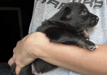 Australian Shepard #3