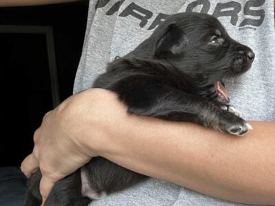 Australian Shepard #3
