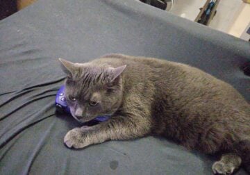 Sora Needs A New Home