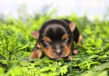 AKC Yorkshire Terrier Bumblebee