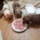 Mini-Dachshund CKC Ezri I’m the Last One