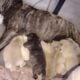 LITTER OF NEWBORN PUREBRED PITTBULL PUPPIES!!