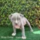 ABKC American Bully XL Puppies