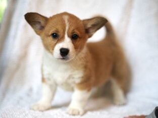 Registered Pembroke Welsh Corgi Pups
