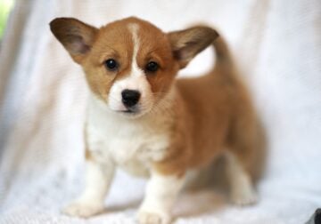 Registered Pembroke Welsh Corgi Pups