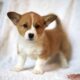 Registered Pembroke Welsh Corgi Pups
