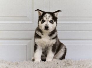 Shepherd Husky Mix Holmesville OH-Rusty