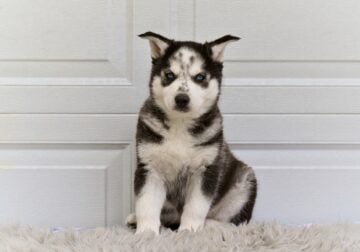 Shepherd Husky Mix Holmesville OH-Rusty