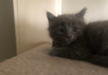 5 kittens