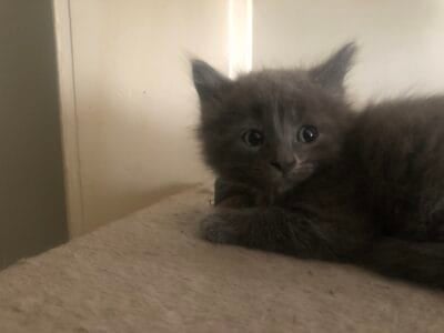 5 kittens