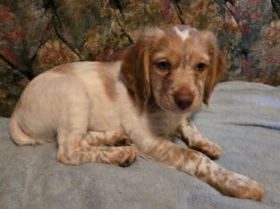 Brittany spaniel pups