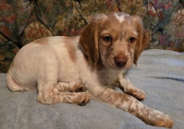 Brittany spaniel pups