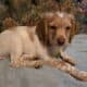 Brittany spaniel pups