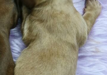 CKC registered miniature dachshunds