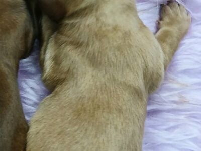 CKC registered miniature dachshunds