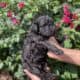 Beautiful goldendoodle puppies