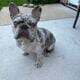 Merle Frenchie
