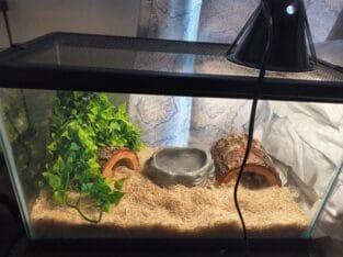 Pied Ball Python