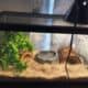 Pied Ball Python