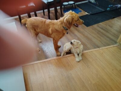 AKC Golden Retriever