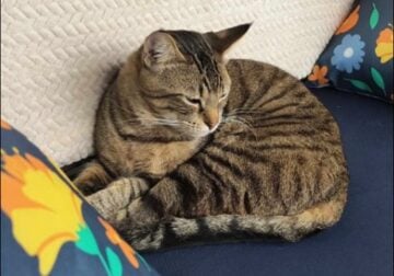 Shorthair Maine Coon Mix – REHOME ASAP